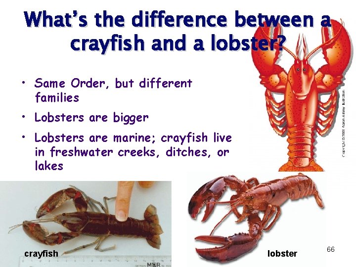 What’s the difference between a crayfish and a lobster? • Same Order, but different