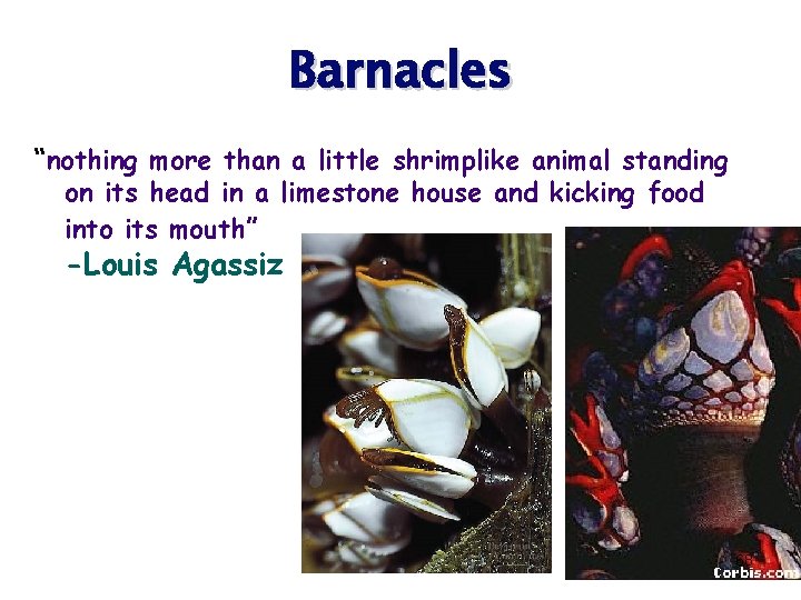 Barnacles “nothing more than a little shrimplike animal standing on its head in a