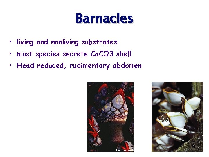 Barnacles • living and nonliving substrates • most species secrete Ca. CO 3 shell