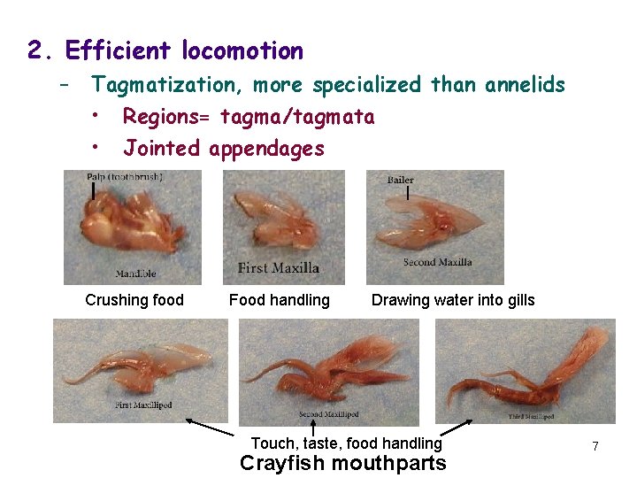 2. Efficient locomotion – Tagmatization, more specialized than annelids • Regions= tagma/tagmata • Jointed