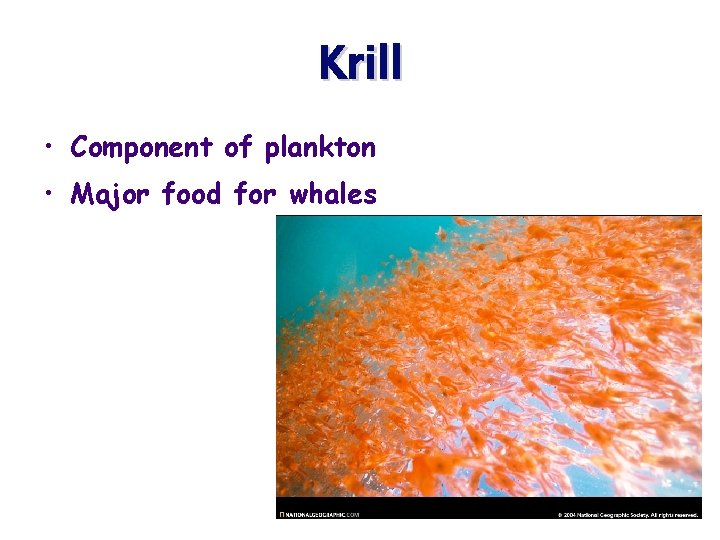 Krill • Component of plankton • Major food for whales 70 