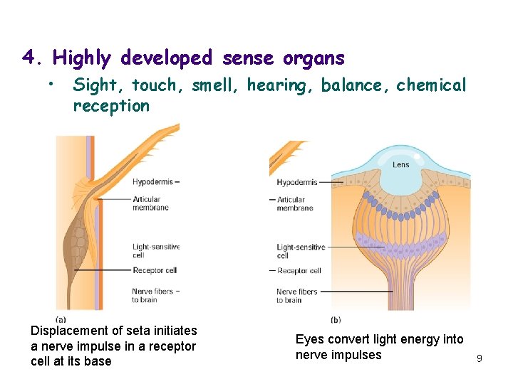 4. Highly developed sense organs • Sight, touch, smell, hearing, balance, chemical reception Displacement