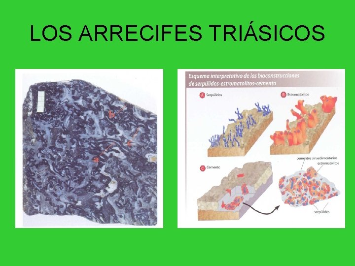 LOS ARRECIFES TRIÁSICOS 