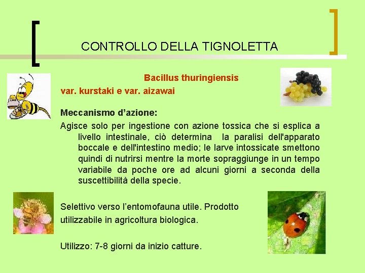 CONTROLLO DELLA TIGNOLETTA Bacillus thuringiensis var. kurstaki e var. aizawai Meccanismo d’azione: Agisce solo