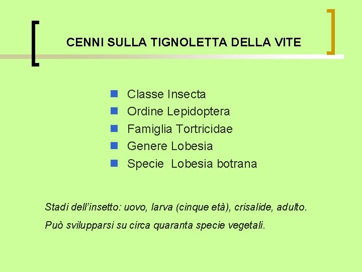 CENNI SULLA TIGNOLETTA DELLA VITE n n n Classe Insecta Ordine Lepidoptera Famiglia Tortricidae