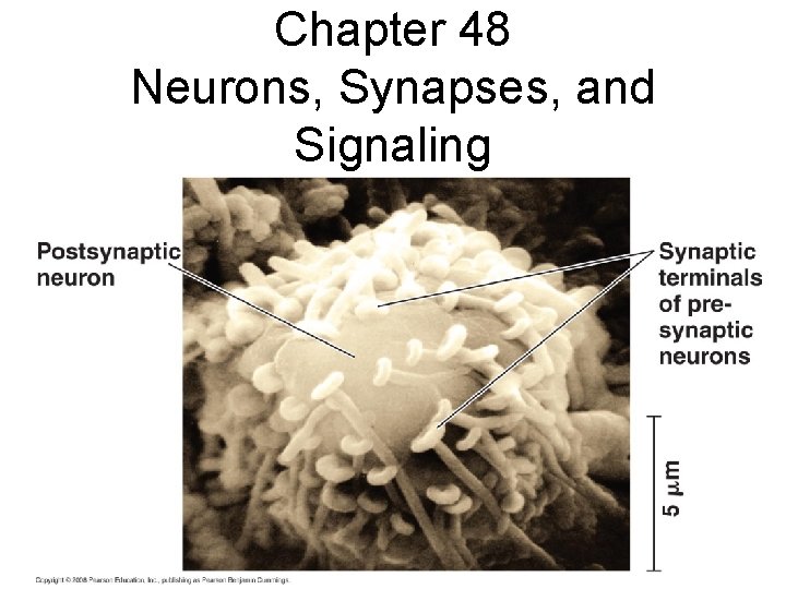 Chapter 48 Neurons, Synapses, and Signaling 