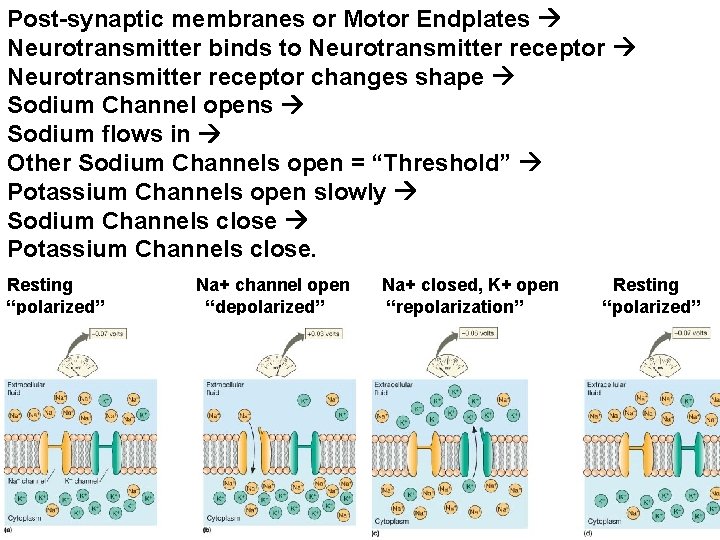 Post-synaptic membranes or Motor Endplates Neurotransmitter binds to Neurotransmitter receptor changes shape Sodium Channel
