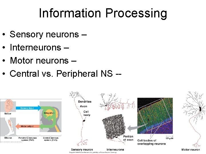 Information Processing • • Sensory neurons – Interneurons – Motor neurons – Central vs.