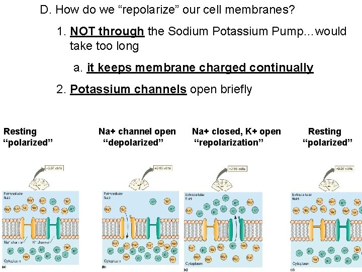 D. How do we “repolarize” our cell membranes? 1. NOT through the Sodium Potassium