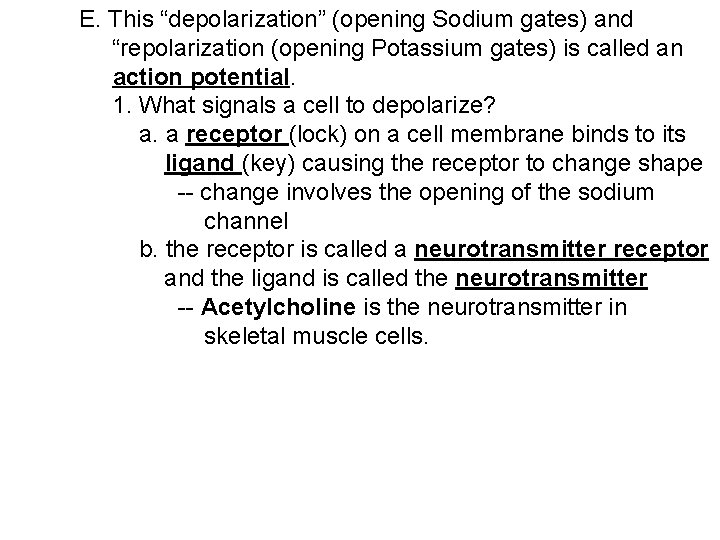 E. This “depolarization” (opening Sodium gates) and “repolarization (opening Potassium gates) is called an