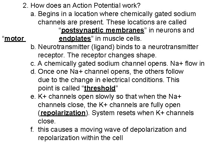 2. How does an Action Potential work? a. Begins in a location where chemically