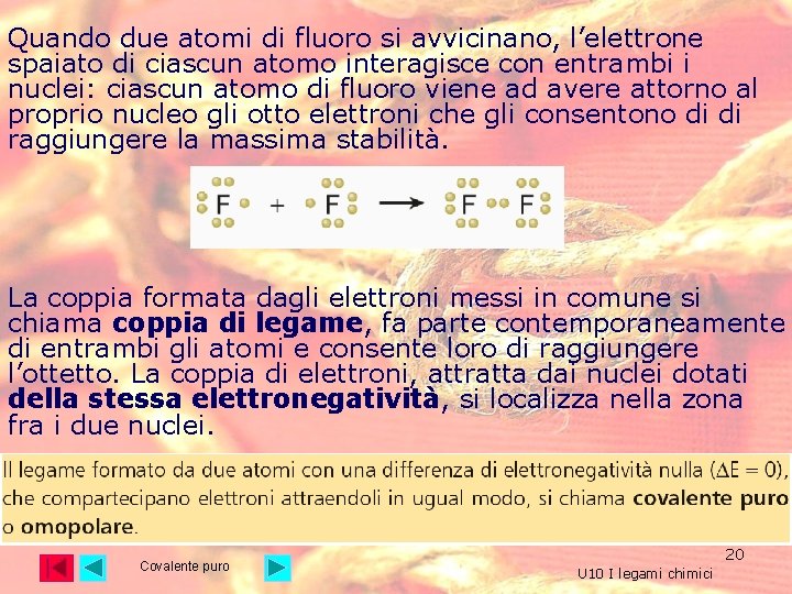 Quando due atomi di fluoro si avvicinano, l’elettrone spaiato di ciascun atomo interagisce con Quando due atomi di fluoro si avvicinano, l’elettrone spaiato di ciascun atomo interagisce con