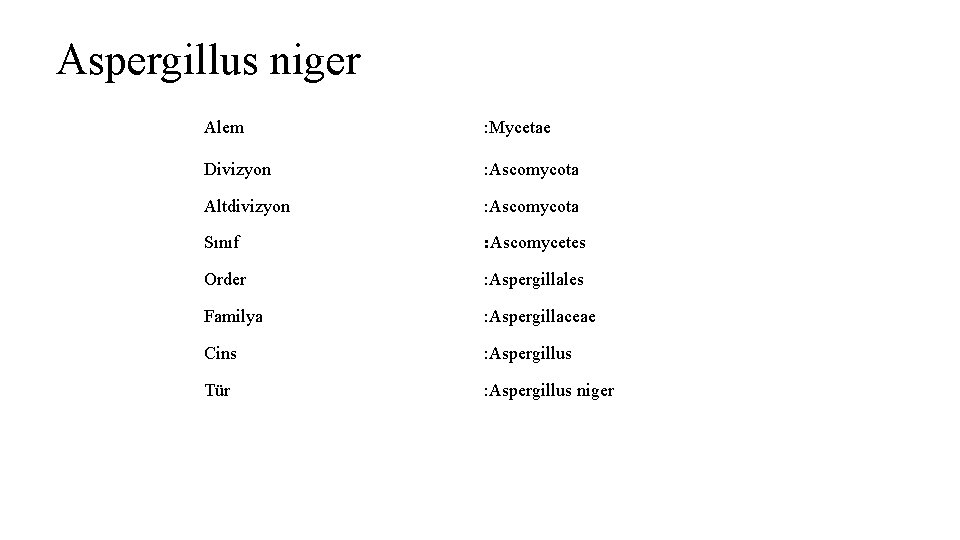 Aspergillus niger Alem : Mycetae Divizyon : Ascomycota Altdivizyon : Ascomycota Sınıf : Ascomycetes