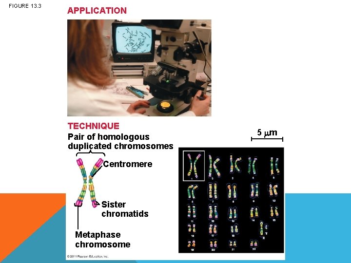 FIGURE 13. 3 APPLICATION TECHNIQUE Pair of homologous duplicated chromosomes Centromere Sister chromatids Metaphase