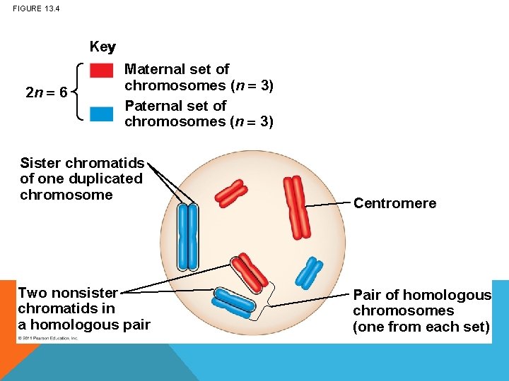 FIGURE 13. 4 Key 2 n 6 Maternal set of chromosomes (n 3) Paternal