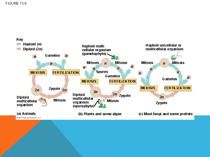 FIGURE 13. 6 Key Haploid (n) Diploid (2 n) n Gametes n Mitosis n