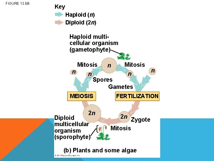 FIGURE 13. 6 B Key Haploid (n) Diploid (2 n) Haploid multicellular organism (gametophyte)