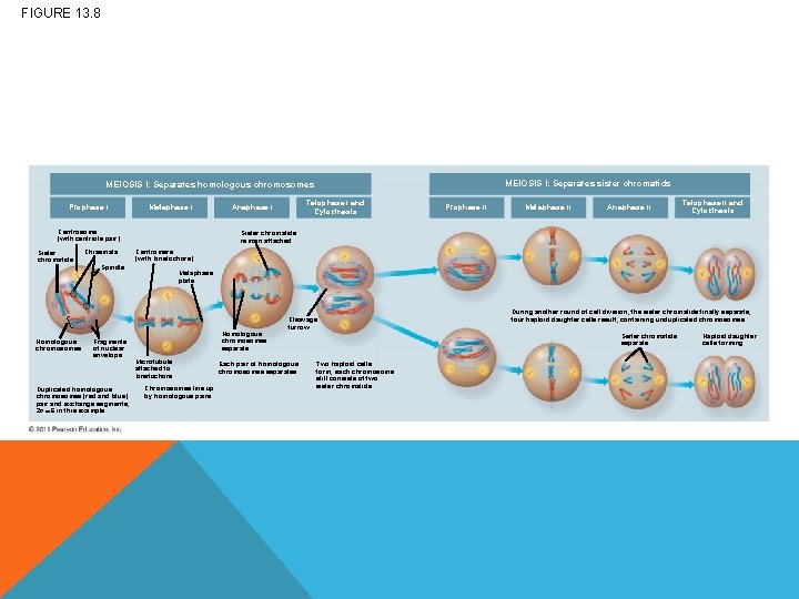 FIGURE 13. 8 MEIOSIS I: Separates sister chromatids MEIOSIS I: Separates homologous chromosomes Prophase