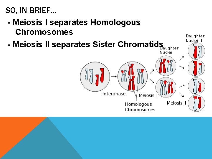 SO, IN BRIEF… - Meiosis I separates Homologous Chromosomes - Meiosis II separates Sister