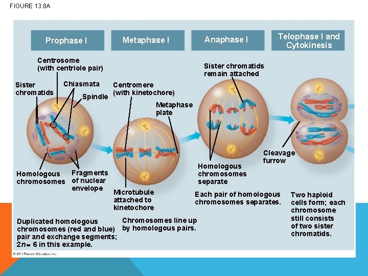 FIGURE 13. 8 A Prophase I Centrosome (with centriole pair) Sister chromatids Chiasmata Spindle