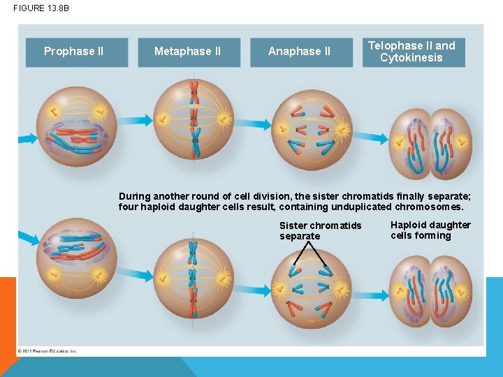 FIGURE 13. 8 B Prophase II Metaphase II Anaphase II Telophase II and Cytokinesis