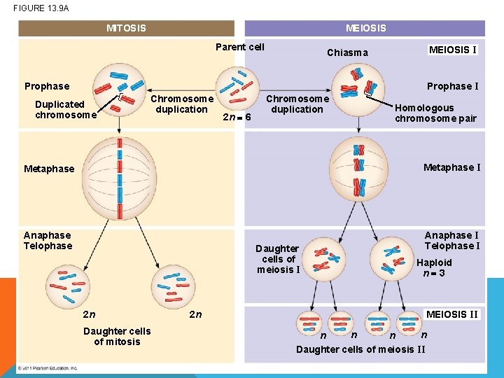 FIGURE 13. 9 A MEIOSIS MITOSIS Parent cell MEIOSIS I Chiasma Prophase I Duplicated