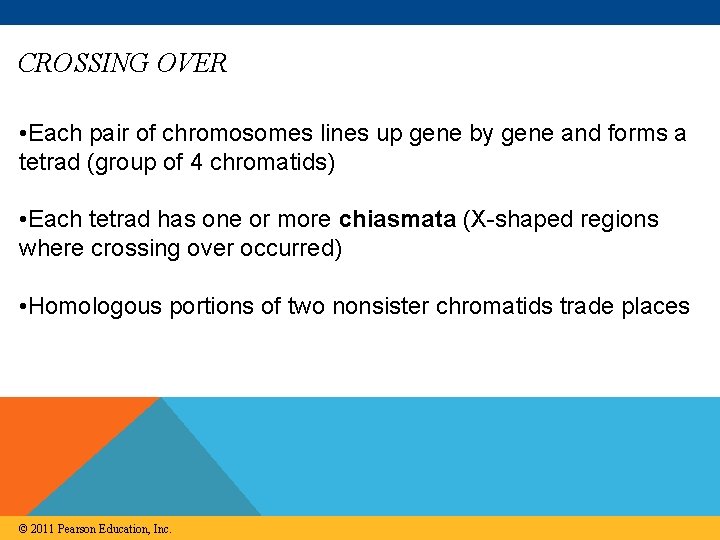 CROSSING OVER • Each pair of chromosomes lines up gene by gene and forms