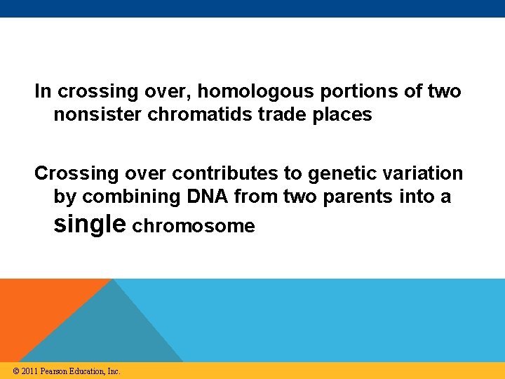 In crossing over, homologous portions of two nonsister chromatids trade places Crossing over contributes