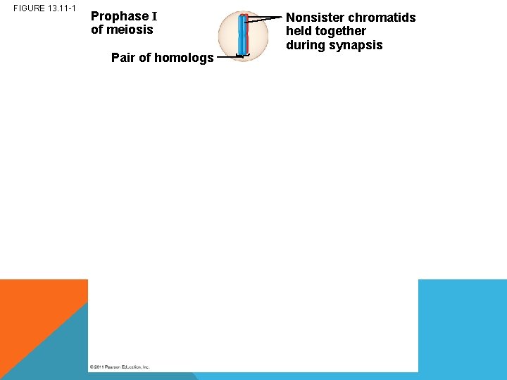 FIGURE 13. 11 -1 Prophase I of meiosis Pair of homologs Nonsister chromatids held