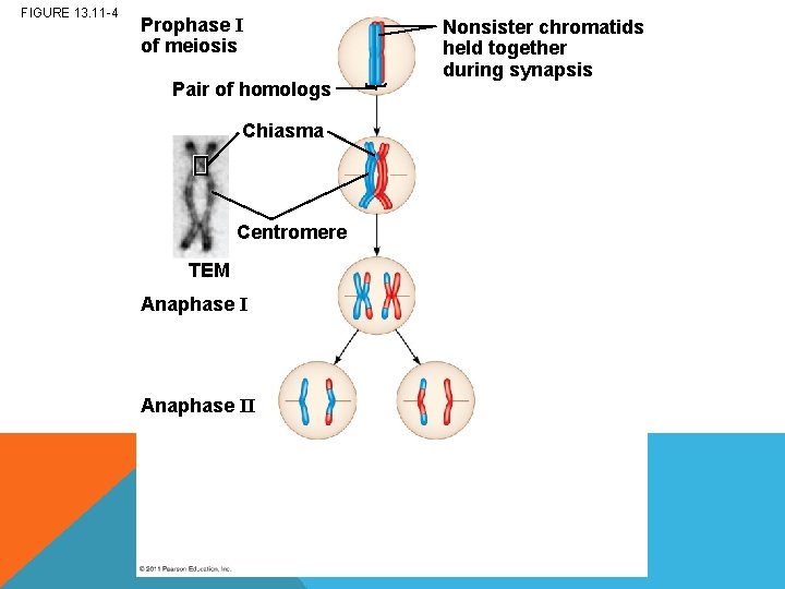 FIGURE 13. 11 -4 Prophase I of meiosis Pair of homologs Chiasma Centromere TEM
