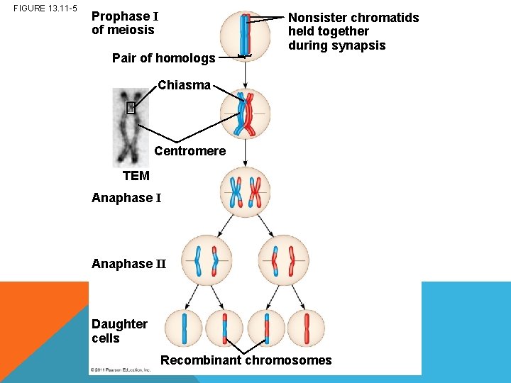 FIGURE 13. 11 -5 Prophase I of meiosis Pair of homologs Nonsister chromatids held