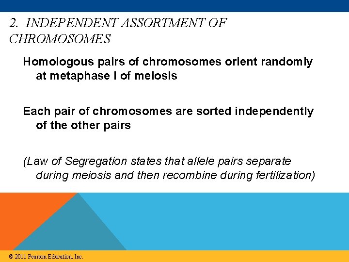 2. INDEPENDENT ASSORTMENT OF CHROMOSOMES Homologous pairs of chromosomes orient randomly at metaphase I