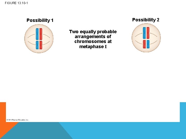 FIGURE 13. 10 -1 Possibility 2 Possibility 1 Two equally probable arrangements of chromosomes