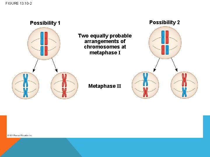 FIGURE 13. 10 -2 Possibility 1 Two equally probable arrangements of chromosomes at metaphase