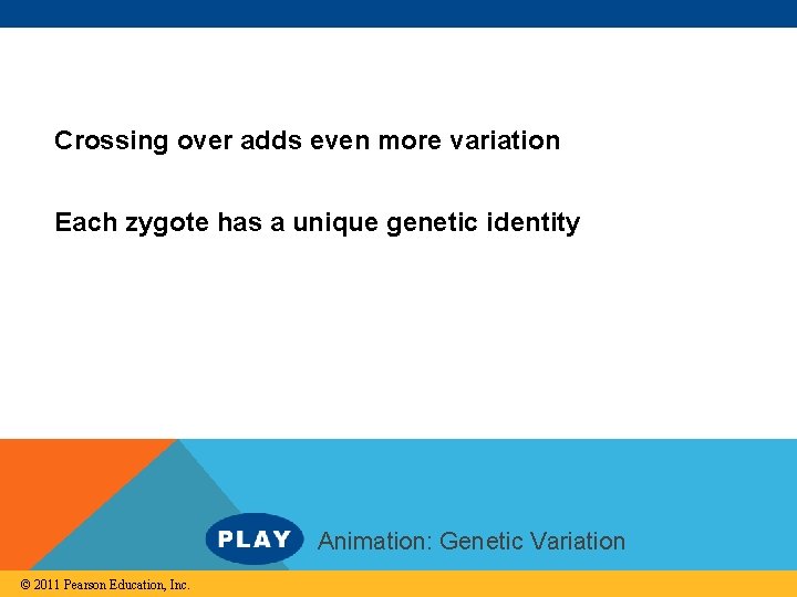 Crossing over adds even more variation Each zygote has a unique genetic identity Animation: