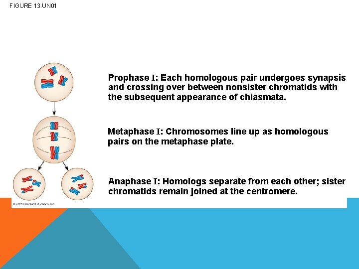 FIGURE 13. UN 01 Prophase I: Each homologous pair undergoes synapsis and crossing over