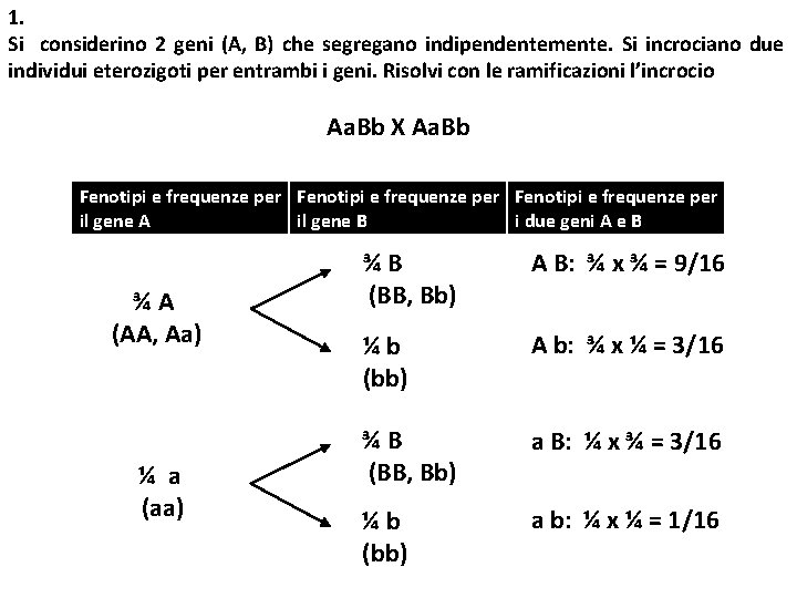 1. Si considerino 2 geni (A, B) che segregano indipendentemente. Si incrociano due individui