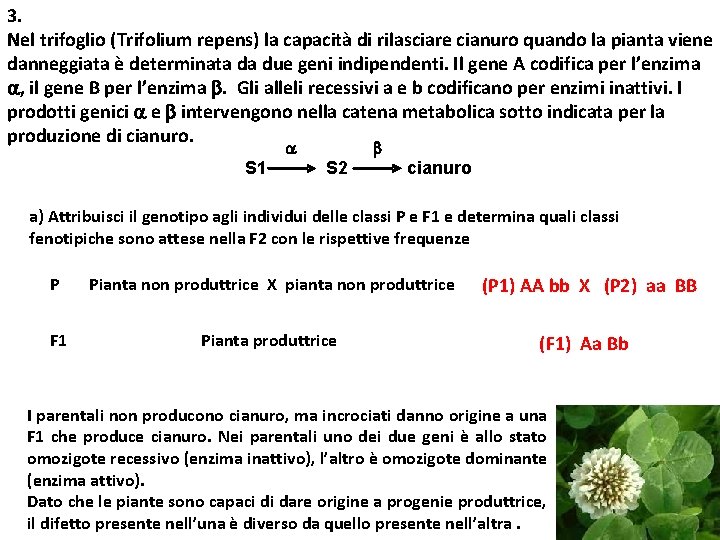 3. Nel trifoglio (Trifolium repens) la capacità di rilasciare cianuro quando la pianta viene