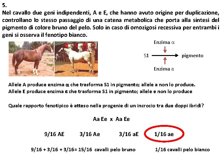 5. Nel cavallo due geni indipendenti, A e E, che hanno avuto origine per