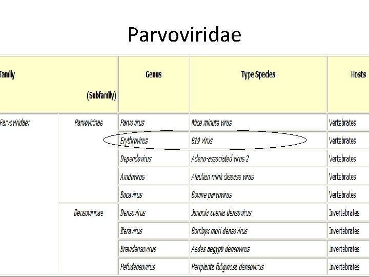 Parvoviridae 