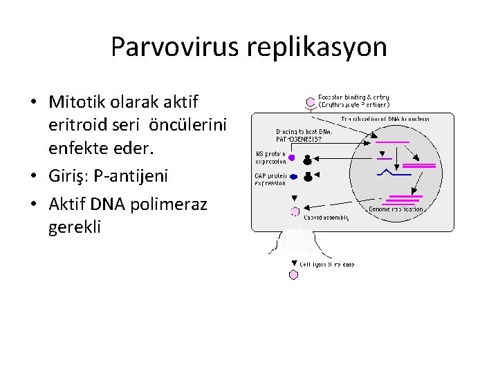 Parvovirus replikasyon • Mitotik olarak aktif eritroid seri öncülerini enfekte eder. • Giriş: P-antijeni