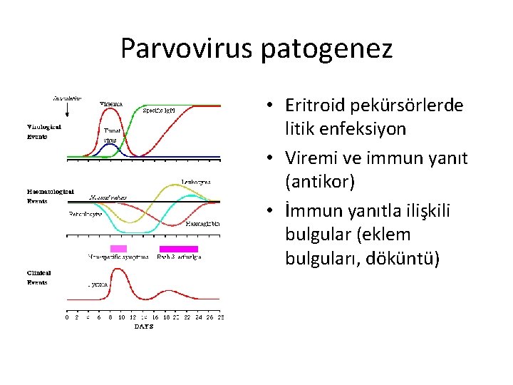 Parvovirus patogenez • Eritroid pekürsörlerde litik enfeksiyon • Viremi ve immun yanıt (antikor) •