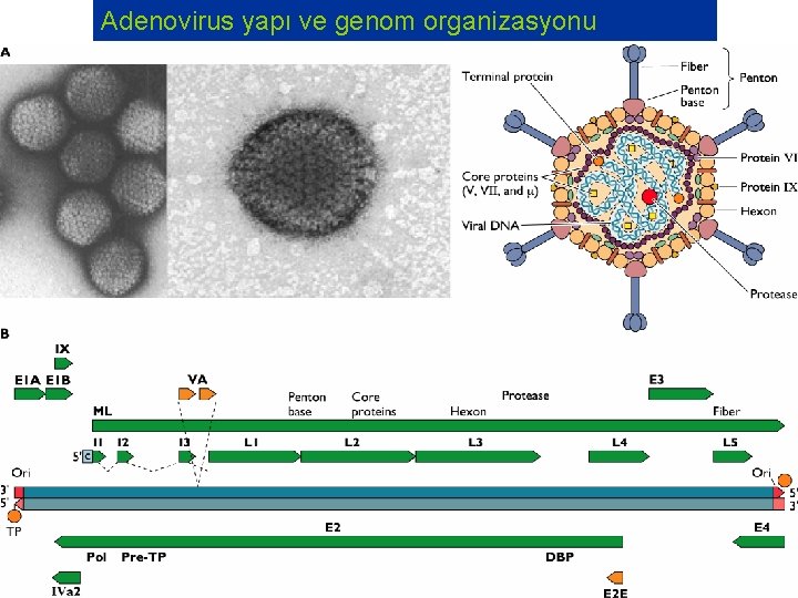 Adenovirus yapı ve genom organizasyonu 