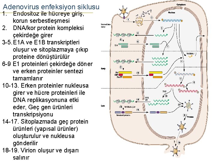 Adenovirus enfeksiyon siklusu 1. Endositoz ile hücreye giriş, korun serbestleşmesi 2. DNA/kor protein kompleksi