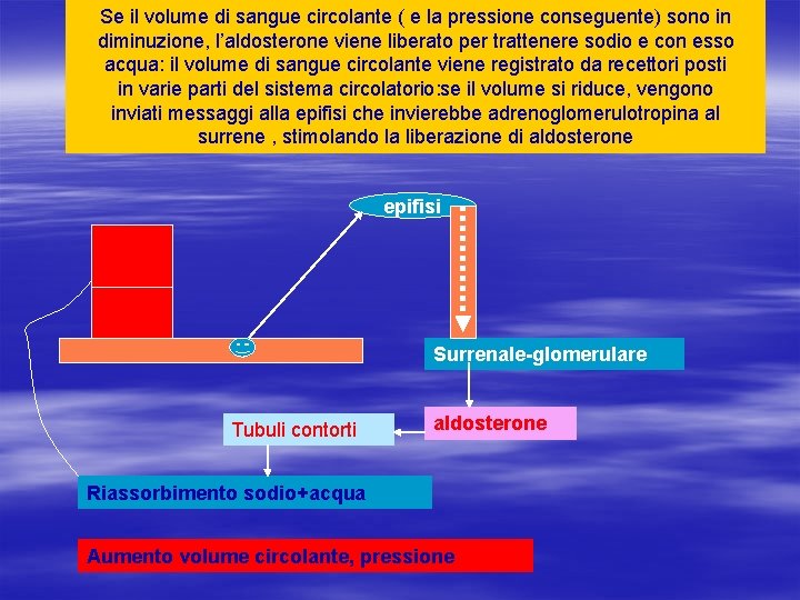 Se il volume di sangue circolante ( e la pressione conseguente) sono in diminuzione,