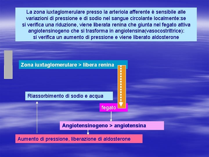 La zona iuxtaglomerulare presso la arteriola afferente è sensibile alle variazioni di pressione e