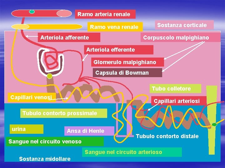 Ramo arteria renale Sostanza corticale Ramo vena renale Arteriola afferente Corpuscolo malpighiano Arteriola efferente