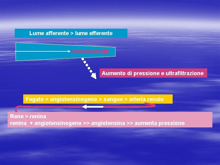 Lume afferente > lume efferente Aumento di pressione e ultrafiltrazione Fegato > angiotensinogeno >