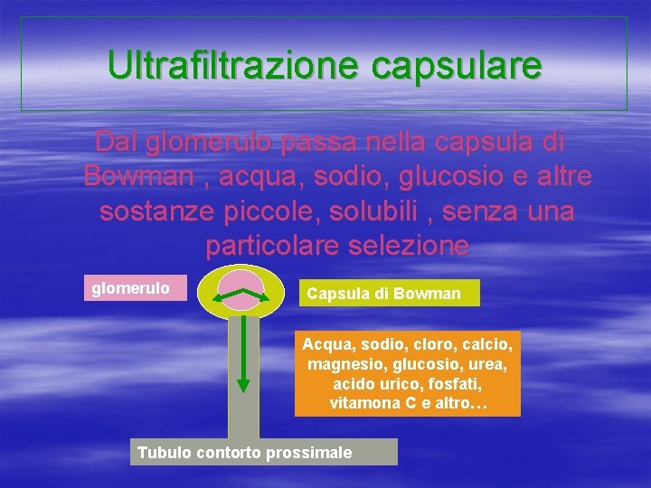 Ultrafiltrazione capsulare Dal glomerulo passa nella capsula di Bowman , acqua, sodio, glucosio e