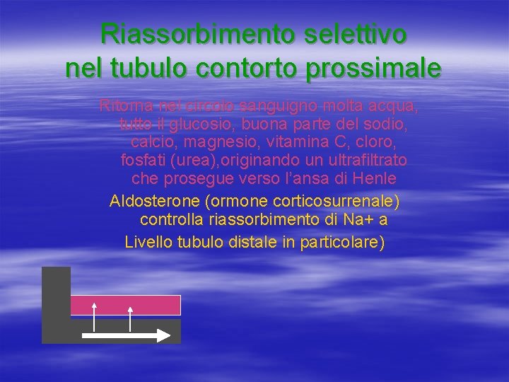 Riassorbimento selettivo nel tubulo contorto prossimale Ritorna nel circolo sanguigno molta acqua, tutto il